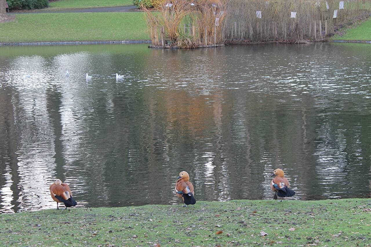 Bassin avec canards au Jardin des Plantes Nantes – activité nature avec enfants