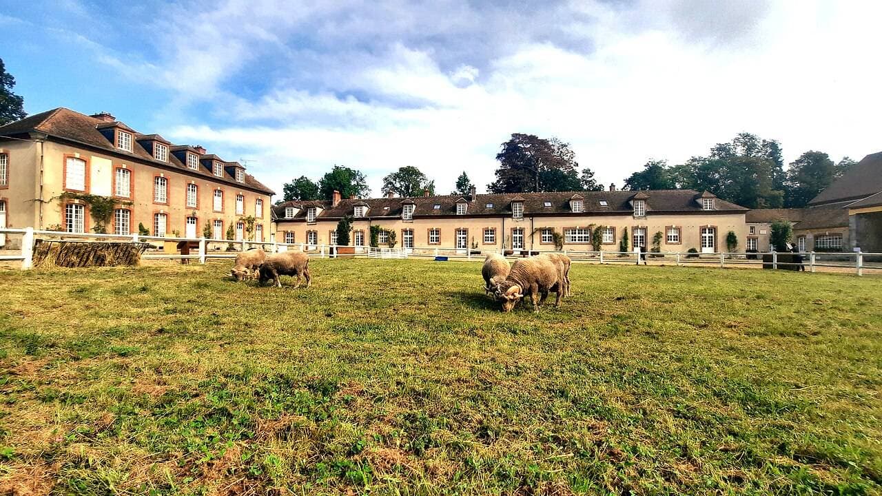 Bergerie Nationale de Rambouillet – sortie enfant à Rambouillet