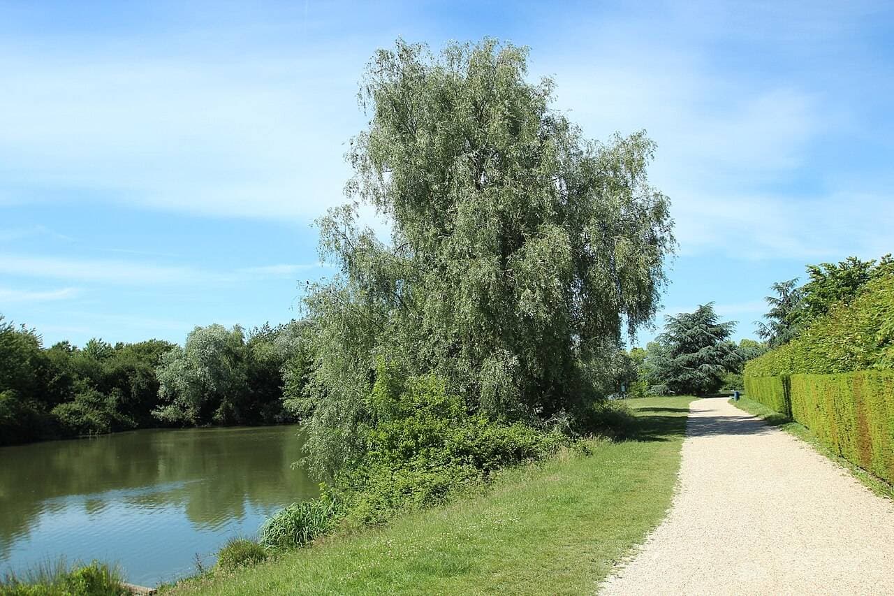 Étang du Moulin à Vent – sortie enfant à Guyancourt