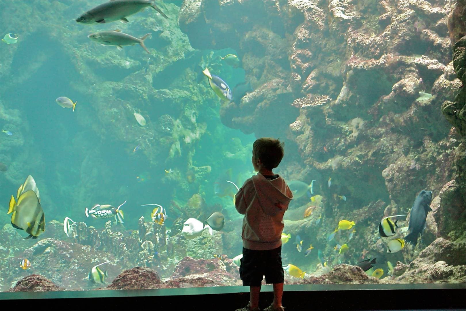 Océanopolis à Brest - Musées & visites