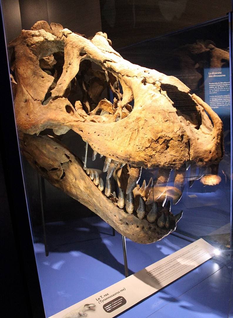 Muséum d'Histoire Naturelle de Dijon à Dijon - Musées & visites