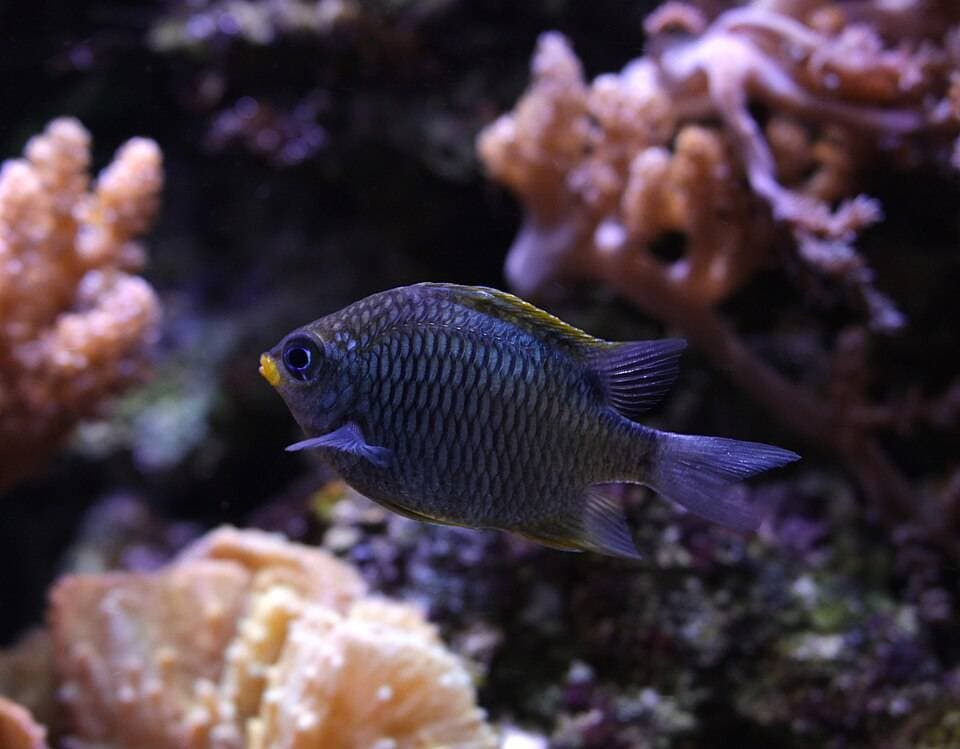 Aquarium de Dunkerque – sortie enfant à Dunkerque