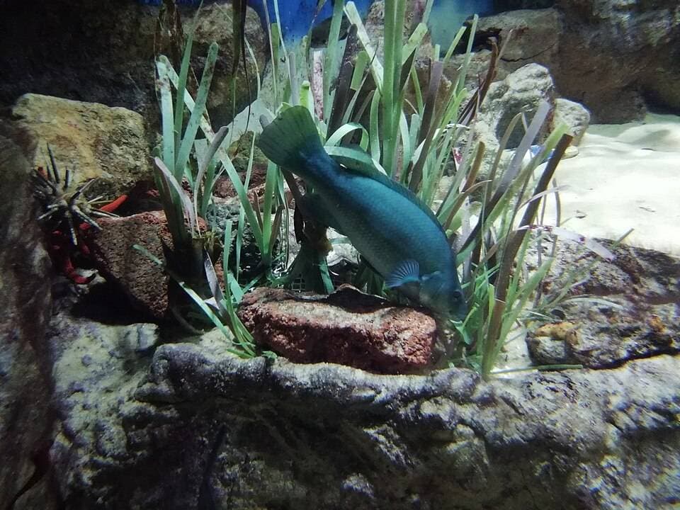 Planet Ocean Montpellier – sortie enfant à Montpellier