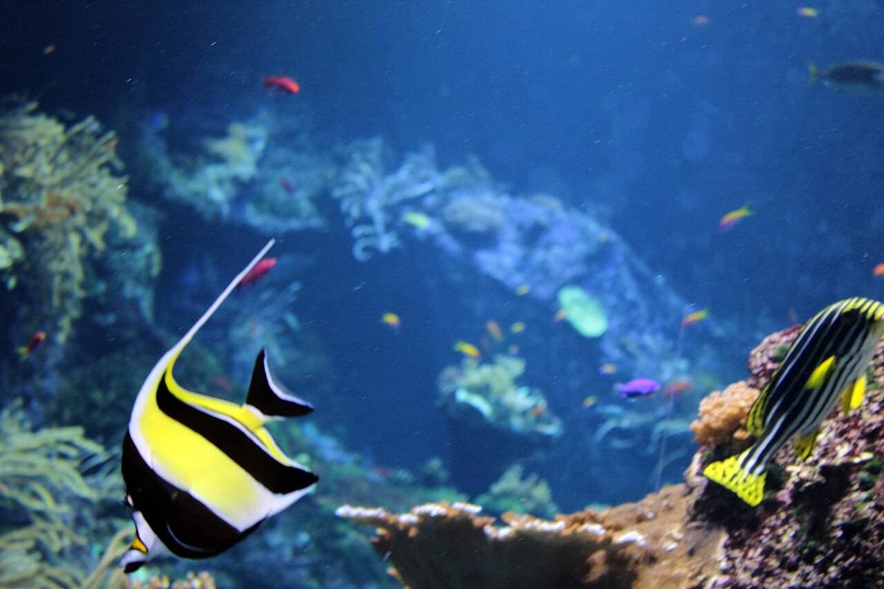 Aquarium de Biarritz – sortie enfant à Biarritz