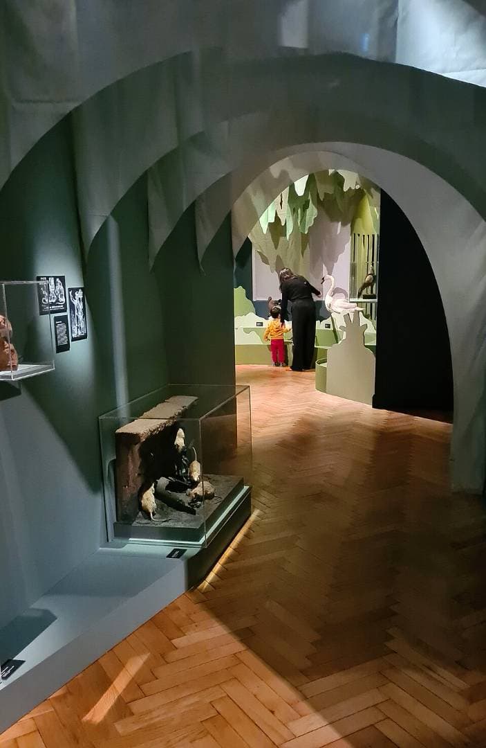 Musée Zoologique de Strasbourg – sortie enfant à Strasbourg