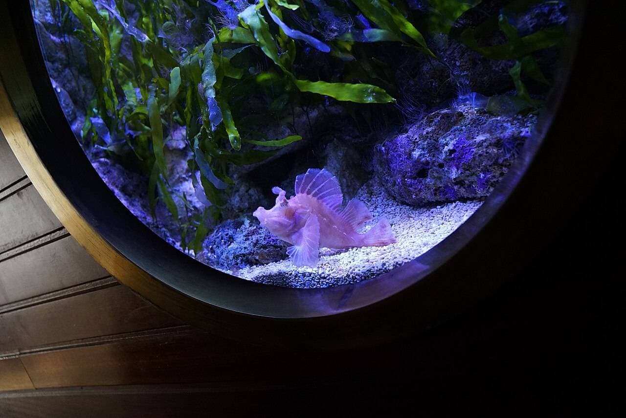Muséum-Aquarium de Nancy – sortie enfant à Nancy