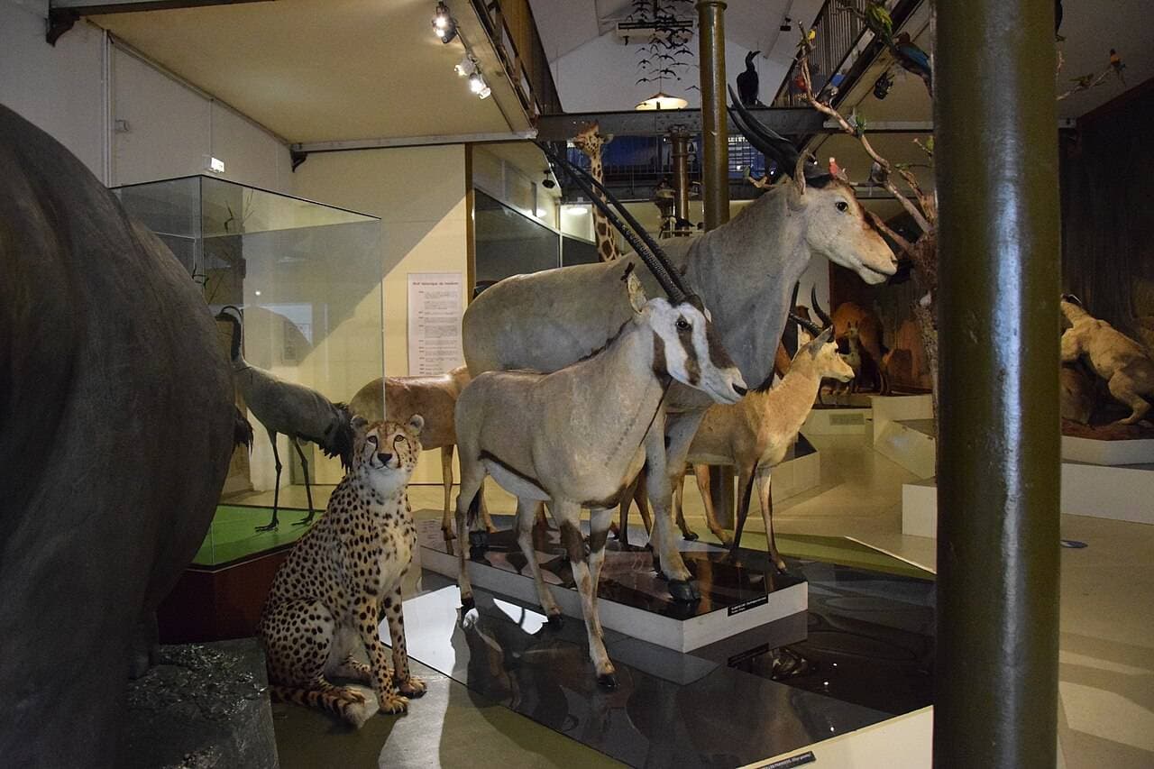 Muséum d'histoire naturelle de Bourges : Voyage fascinant pour petits curieux – sortie enfant à Bourges