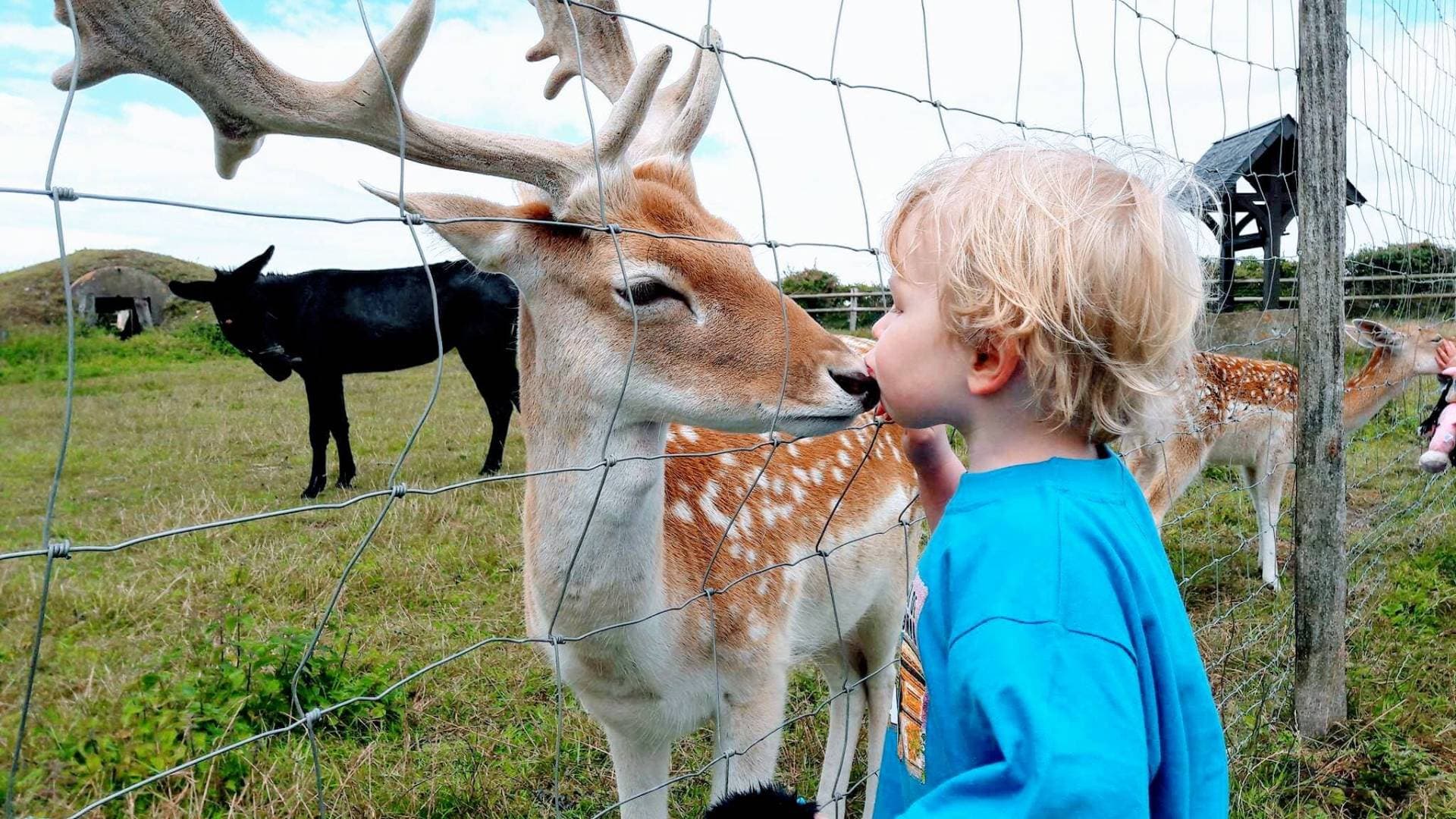 Ferme des Cara-Meuh ! : Animaux, caramels et traite en famille à Vains - Fermes, zoos & cueillettes