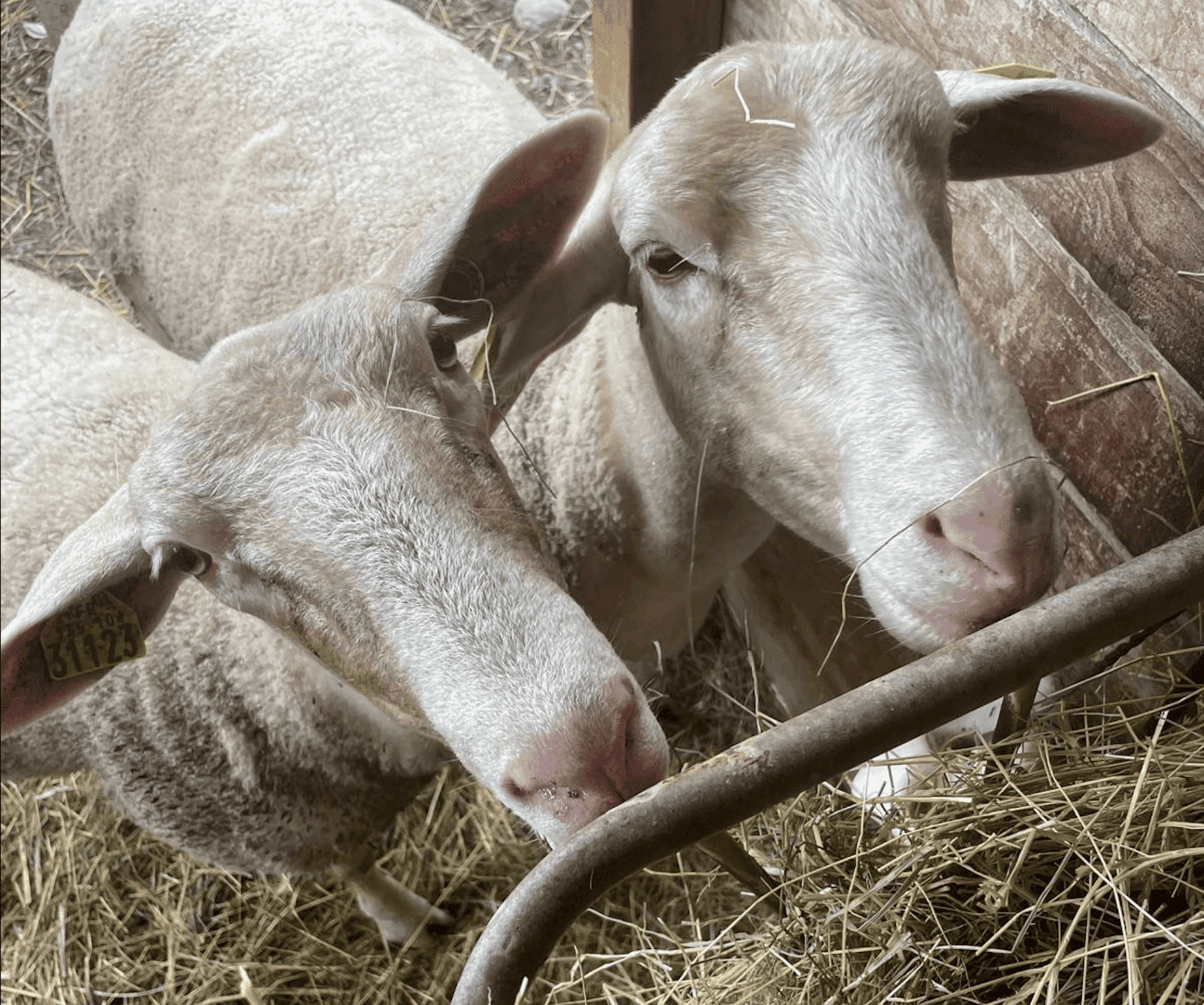Ferme Pédagogique de Cinquante : immersion nature et animaux en famille à Ramonville-Saint-Agne - Fermes, zoos & cueillettes