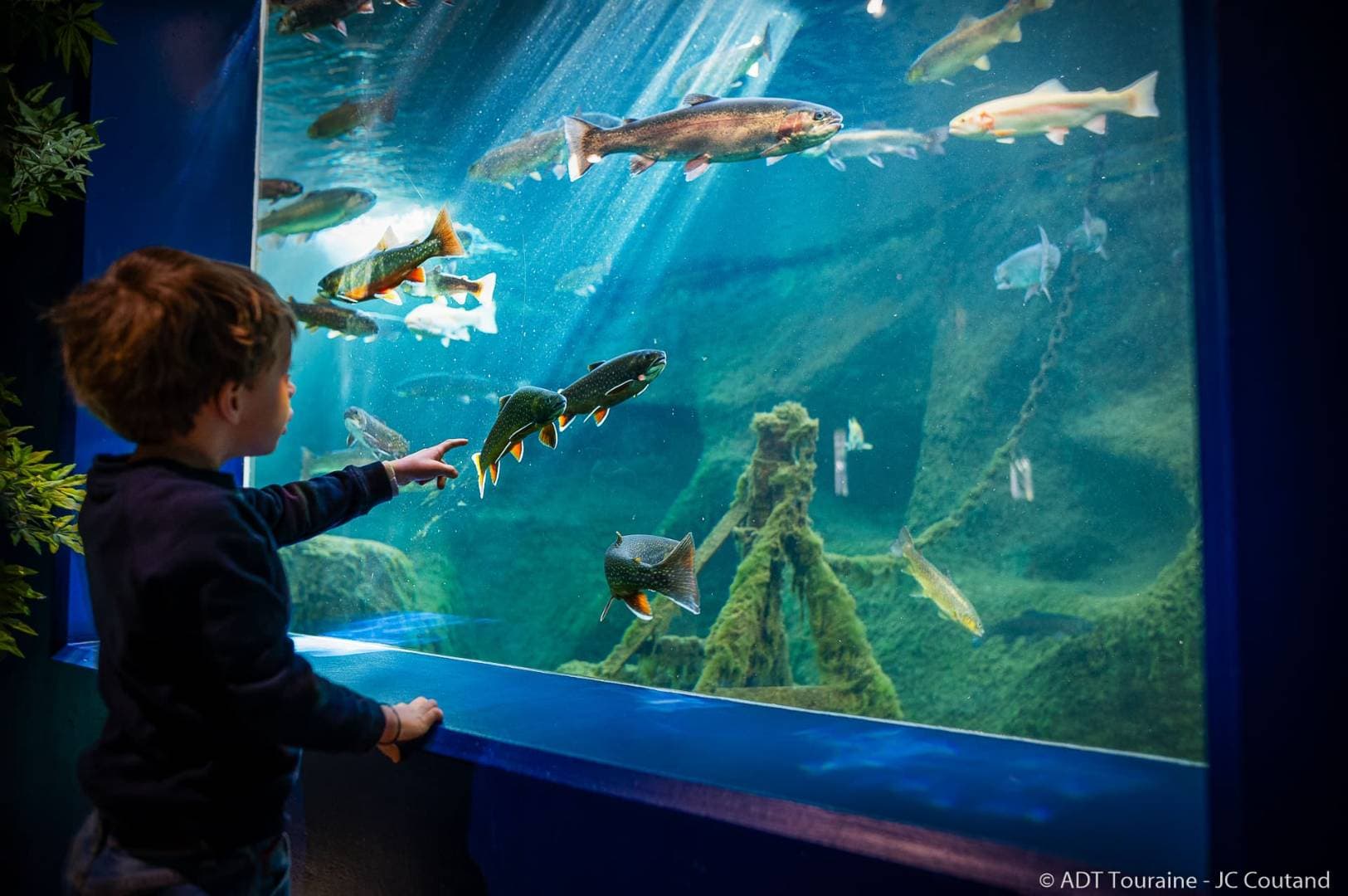 Aquarium de Touraine : tunnel aux requins et animations enfants à Lussault-Sur-Loire - Musées & visites