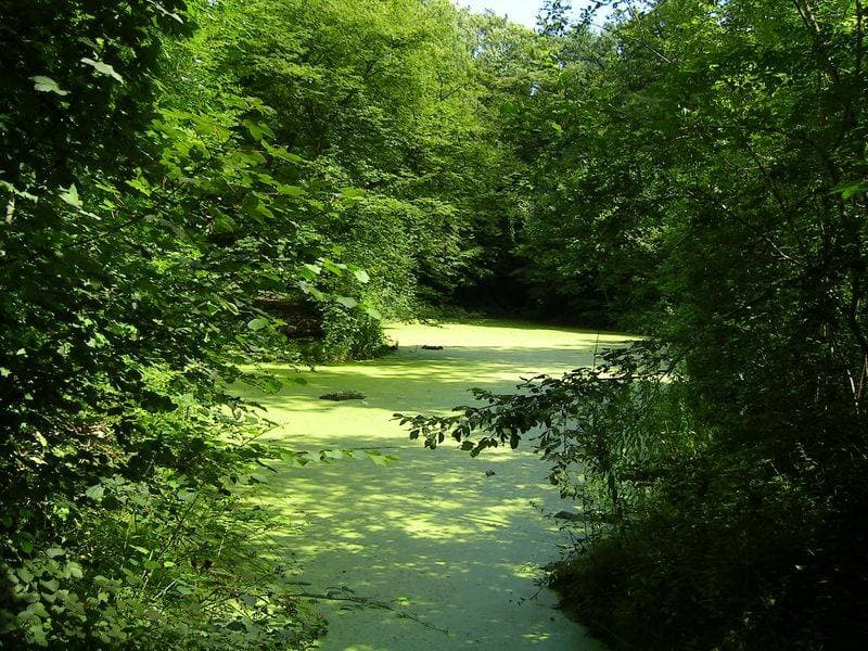 Parc forestier de la Poudrerie : forêt, jeux et balades à vélo à Vaujours - Parcs & jardins