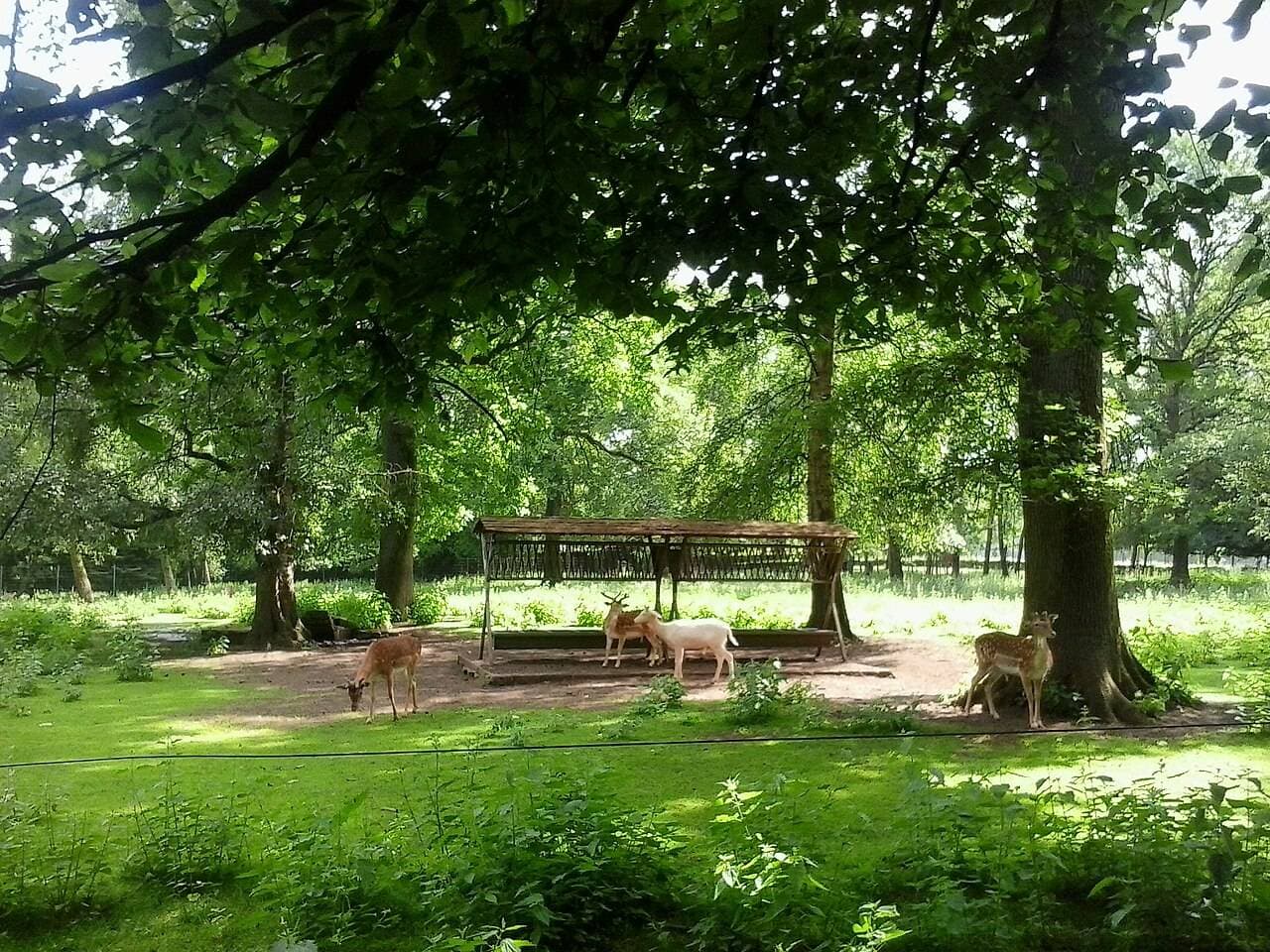 Parc animalier de Charleville-Mézières : balade nature au milieu de la faune ardennaise – sortie enfant à Charleville-Mézières