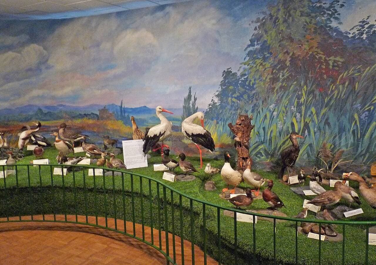 Musée d'Histoire Naturelle et d'ethnographie : momies, fossiles et animaux du monde à Colmar - Musées & visites