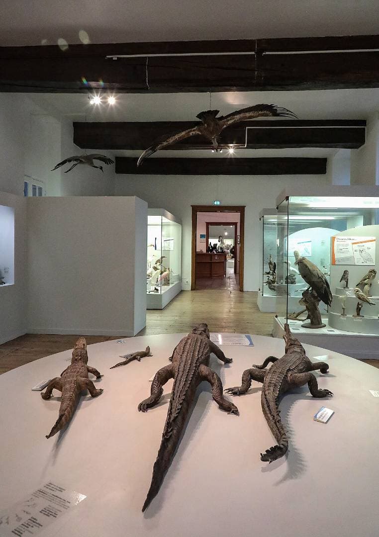 Musée des Beaux-Arts et d’Archéologie : œuvres, animaux et découvertes