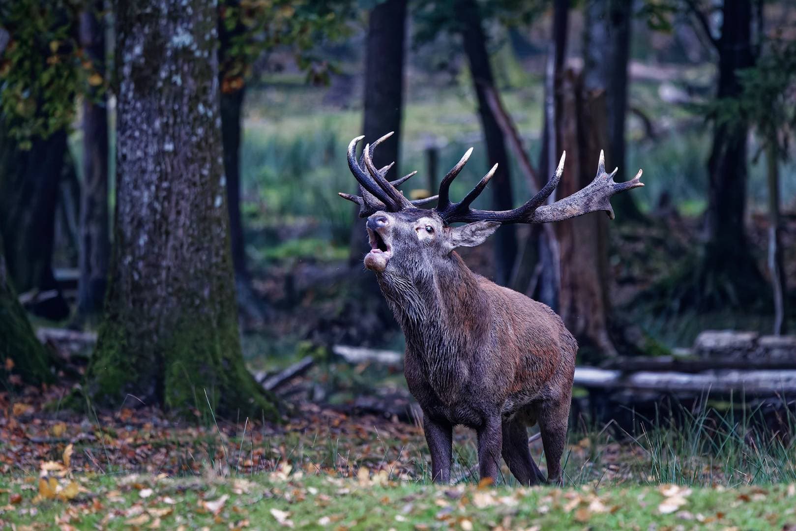 Parc Animalier de Boutissaint : forêt sauvage et animaux en liberté à Treigny-Perreuse-Sainte-Colombe - Fermes, zoos & cueillettes