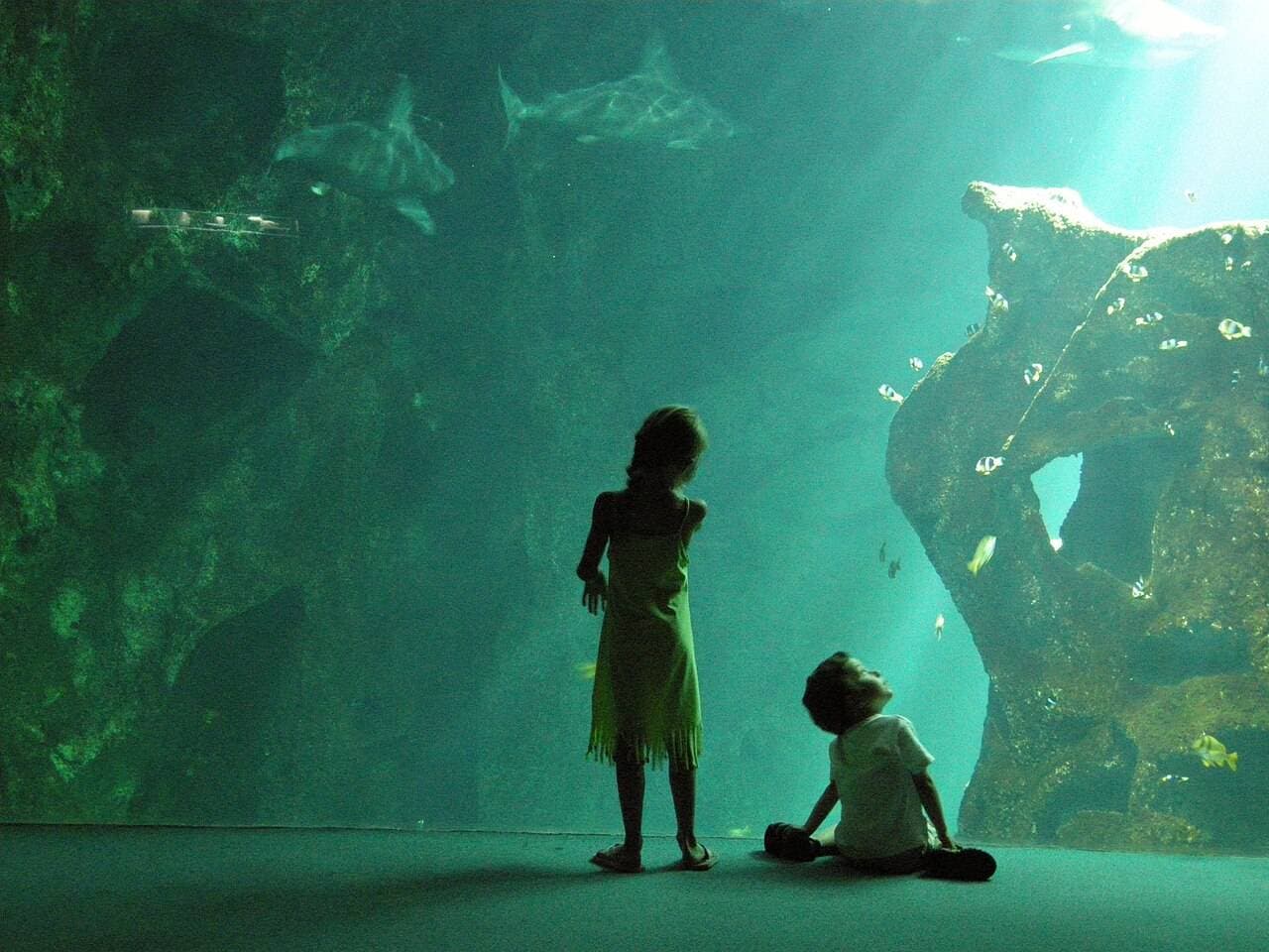 Aquarium de La Rochelle : voyage au cœur des océans – activité enfant à La Rochelle