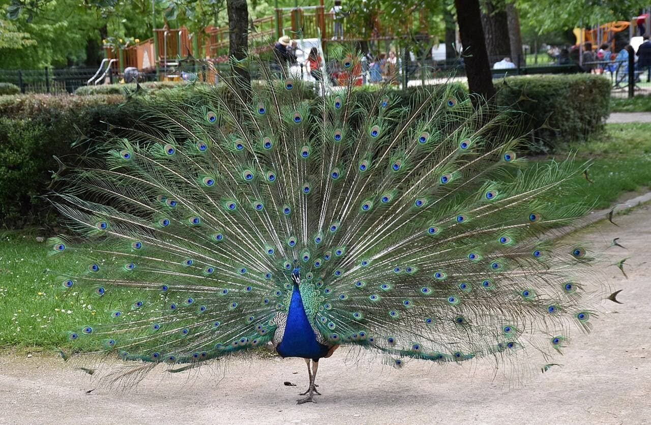 Jardin Massey : parc, animaux et petit train – sortie enfant à Tarbes