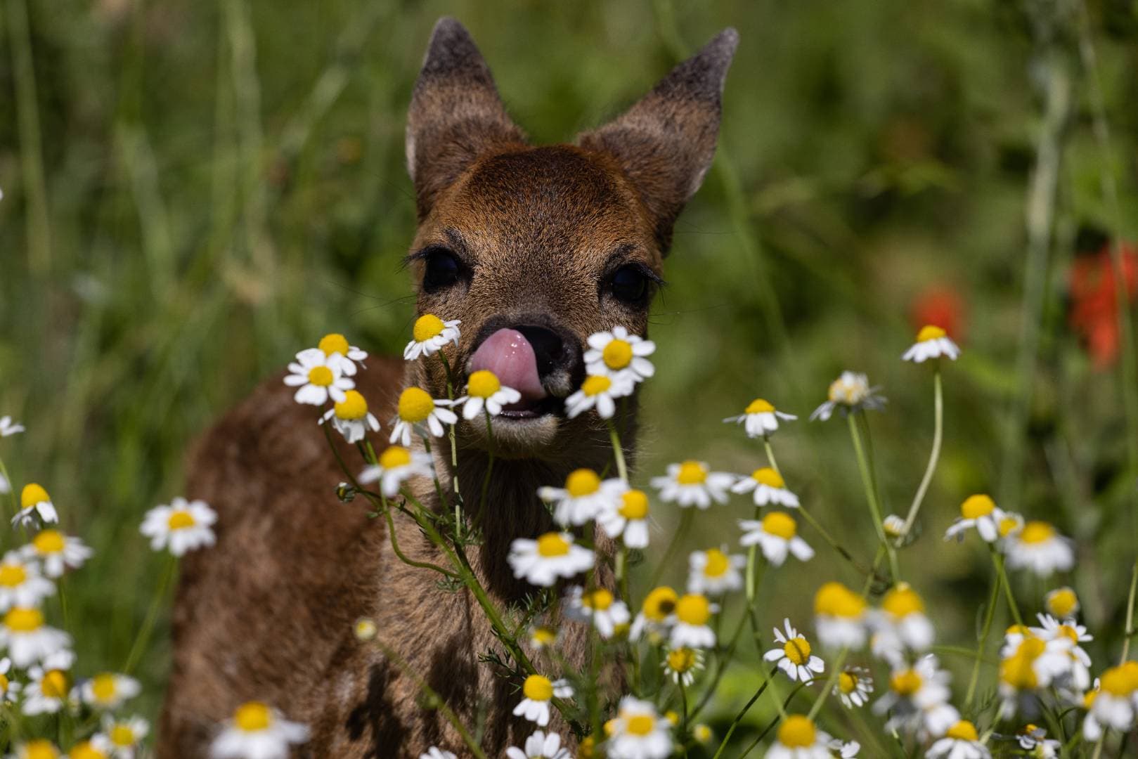 Les Jours Heureux : parc animalier et refuge pédagogique à Saléchan - Fermes, zoos & cueillettes