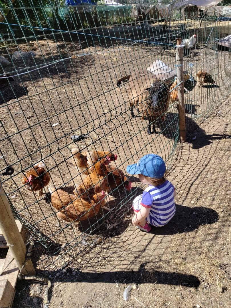 Ferme du Massarrat : visite guidée et nourrissage à Lherm - Fermes, zoos & cueillettes