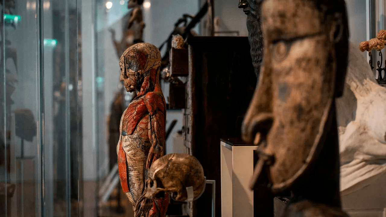 Musée de l'Homme : évolution humaine face à la tour Eiffel à Paris - Musées & visites